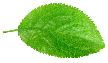 Beyaz arka planda erik yaprağı izole edilmiş. Erik yaprağı kırpılıyor. Erik yaprağı makro stüdyo fotoğrafı