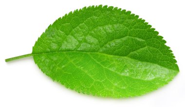 Beyaz arka planda erik yaprağı izole edilmiş. Erik yaprağı kırpılıyor. Erik yaprağı makro stüdyo fotoğrafı