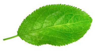 Beyaz arka planda koyu yeşil yapraklar var. Plum 'un bıraktığı yol kırpılıyor. Erik yaprağı makro stüdyo fotoğrafı