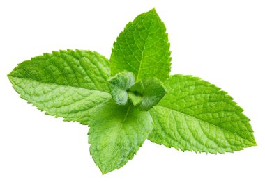 Nane yaprakları beyaza izole edilmiş. Naneli yapraklar kırpma yolunu açar. Naneli makro stüdyo fotoğrafı.