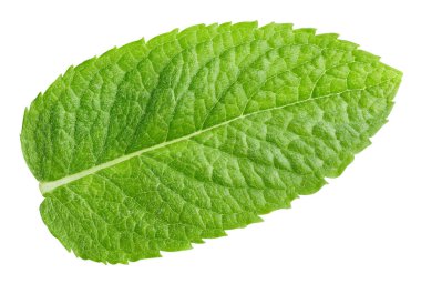 Nane yaprakları beyaza izole edilmiş. Naneli yapraklar kırpma yolunu açar. Naneli makro stüdyo fotoğrafı.