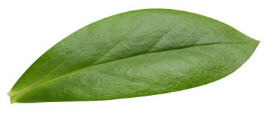 Beyazda yaprak somunu var. Taze ceviz yaprağı. Kesme yolu yaprakları. Geriye makro stüdyo fotoğrafı bırakır