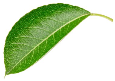 Armut yaprağı beyaz arkaplanda izole