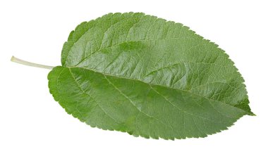 Beyaz bir arkaplanda elma yaprağı izole