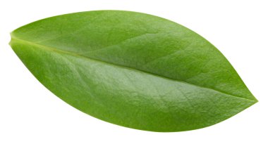 Beyazda yaprak somunu var. Taze ceviz yaprağı. Kesme yolu yaprakları. Geriye makro stüdyo fotoğrafı bırakır