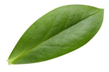 Beyazda yaprak somunu var. Taze ceviz yaprağı. Kesme yolu yaprakları. Geriye makro stüdyo fotoğrafı bırakır