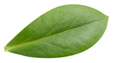 Beyazda yaprak somunu var. Taze ceviz yaprağı. Kesme yolu yaprakları. Geriye makro stüdyo fotoğrafı bırakır