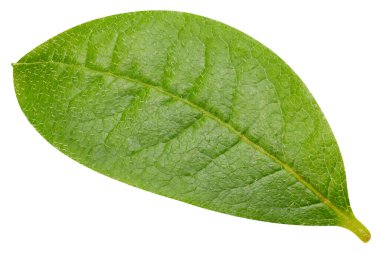 Beyazda yaprak somunu var. Taze ceviz yaprağı. Kesme yolu yaprakları. Geriye makro stüdyo fotoğrafı bırakır