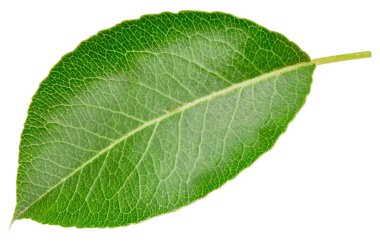 Armut yaprağı beyaz arkaplanda izole