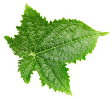 Beyaz bir arka plan üzerinde izole salatalık yaprak