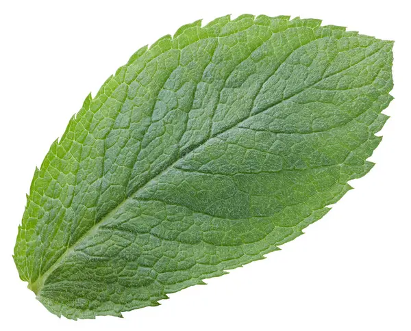 Beyaz bir arka plan üzerinde izole nane yaprağı