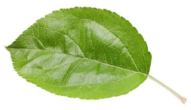 Beyaz bir arkaplanda elma yaprağı izole