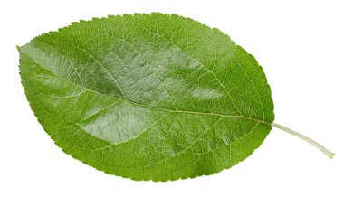 Beyaz bir arkaplanda elma yaprağı izole