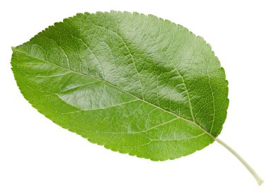 Beyaz bir arkaplanda elma yaprağı izole