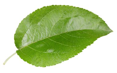 Beyaz bir arkaplanda elma yaprağı izole