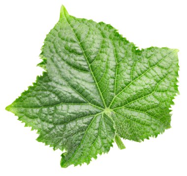 Beyaz bir arka plan üzerinde izole salatalık yaprak