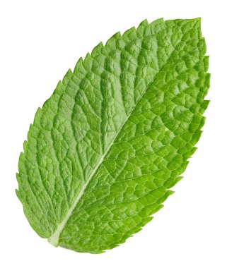 Nane kırpma yolu. Beyaz üzerine izole edilmiş organik taze nane yaprakları.