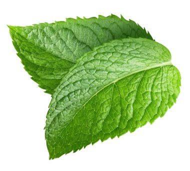 Beyazda izole edilmiş nane yaprağı. Taze nane yaprağı. Nane şekeri kırpma yolu