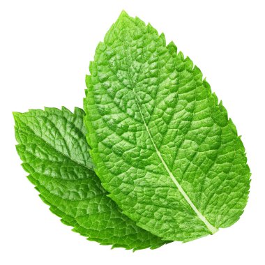 Nane yaprağı. Beyaz arka planda taze nane. Nane yaprakları izole. Tam alan derinliği