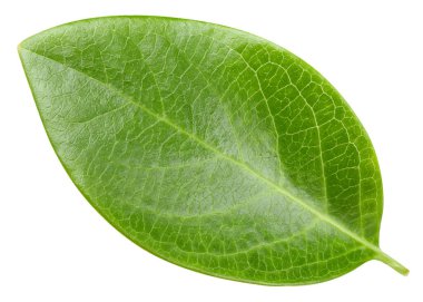 Beyaz fındık yaprağı. Ceviz yaprağı kırpma yolu