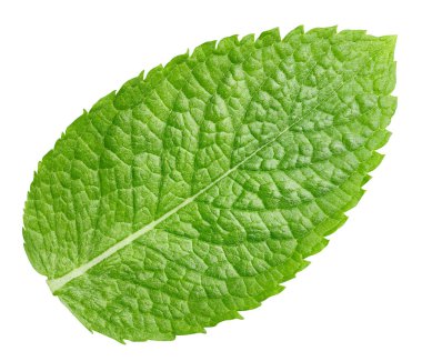 Nane kırpma yolu. Beyaz üzerine izole edilmiş organik taze nane yaprakları. Tam alan derinliği