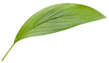 Mango yaprağı beyaz arkaplanda izole edilmiş. Mango yaprağı kırpma yolu