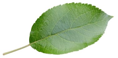 Beyaz bir arkaplanda elma yaprağı izole