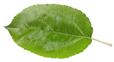 Beyaz bir arkaplanda elma yaprağı izole