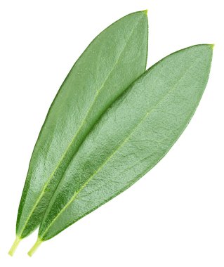 Beyaz arka planda yeşil zeytin yaprağı izole edilmiş. Kırpma yolu ile şeftali yaprağı