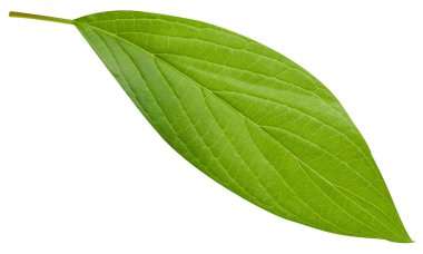 Mango yaprağı beyaz arkaplanda izole edilmiş. Mango yaprağı kırpma yolu