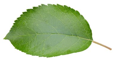 Beyaz bir arkaplanda elma yaprağı izole