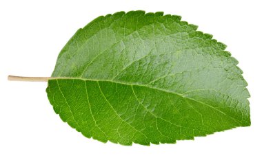 Beyaz bir arkaplanda elma yaprağı izole