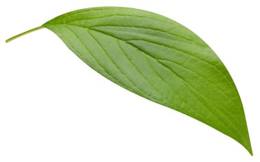 Mango yaprağı beyaz arkaplanda izole edilmiş. Mango yaprağı kırpma yolu