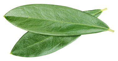 Zeytin yaprağı kesme yolu. Beyaz zeytin yaprağı. Tam alan derinliği