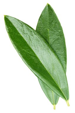 Beyaz arka planda izole edilmiş zeytin yaprağı. Zeytin yaprağı kırpma yolu