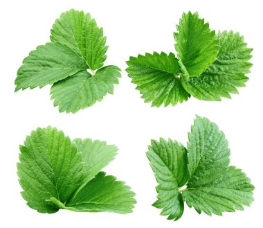 Beyaz arka planda izole edilmiş çilek yaprağı koleksiyonu. Kırpma yolu ile çilek yaprağı seti