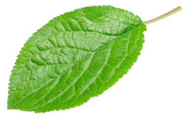 Erik yaprağı izole edilmiş. Erik yaprakları beyaz arkaplan arkaplan görünümünde. Yeşil meyve yaprakları düz yerde yatar. Tam alan derinliği.