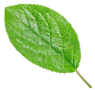 Erik yaprağı beyaz arkaplanı izole etti. Erik üst görünüm kırpma yolunu terk eder. Erik makro stüdyo fotoğrafını bırakır