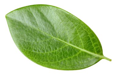 Ceviz yaprağı kesme yolu. Fındık yaprağı beyaza izole edilmiş