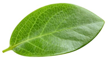 Ceviz yaprağı kesme yolu. Fındık yaprağı beyaza izole edilmiş