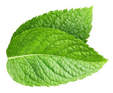 izole üzerinde beyaz arka plan iki taze nane yaprakları. Studio makrosu