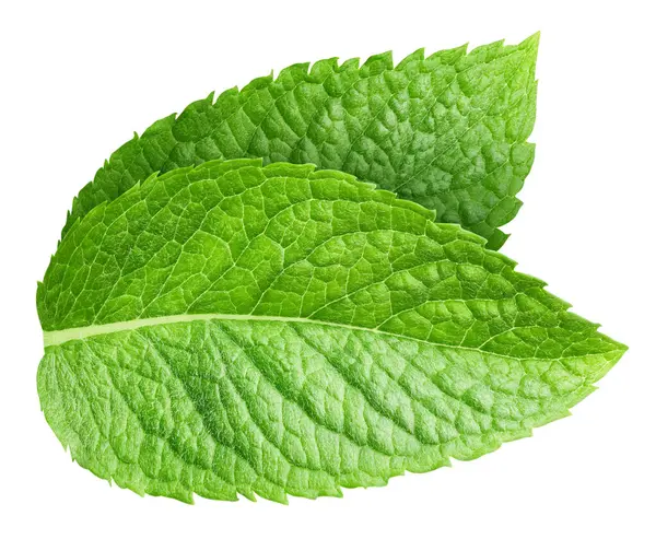 izole üzerinde beyaz arka plan iki taze nane yaprakları. Studio makrosu
