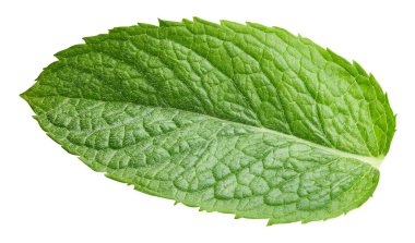 Yeşil nane yaprağı beyaza izole edilmiş. Taze nane yaprağı. Nane şekeri kırpma yolu