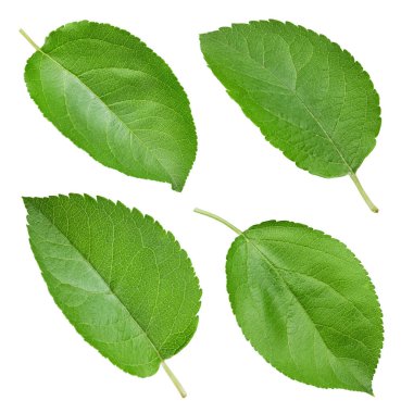 Yeşil elma yaprağı kırpma yolu. Apple yaprağı koleksiyonu kırpma ile beyaz arkaplanda izole edildi