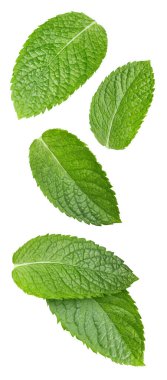 Nane yaprağı izole. Beyaz arka planda nane şekeri. Kesme yolu olan nane yaprakları kümesi