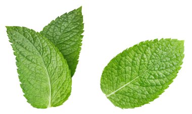 Beyaz arka planda taze nane. Nane yaprağı koleksiyonu üst görünüm