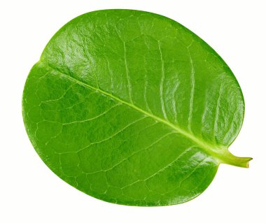 Egzotik yaprak kırpma yolu ile izole edilir. Tropik yapraklar. Tam alan derinliği