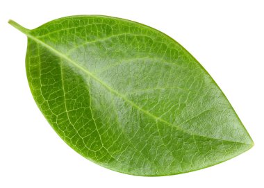 Beyaz fındık yaprağı. Ceviz yaprağı kırpma yolu