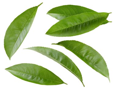 Şeftali yaprağı kırpma yolunu izole etti. Beyaz arka planda şeftali yaprağı koleksiyonu. Şeftali yaprağı makro stüdyo fotoğrafı