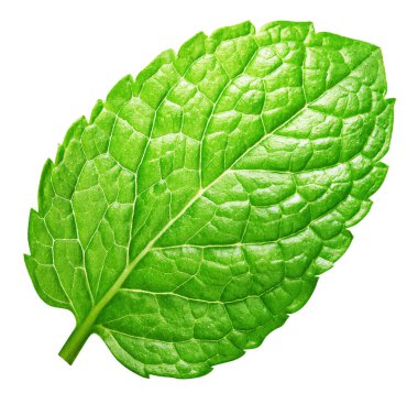 Beyaz arka planda izole edilmiş taze nane yaprakları koleksiyonu